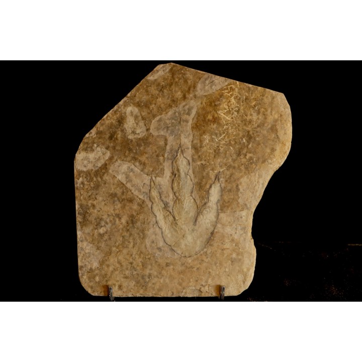 empreinte de dinosaure Grallator variabilis