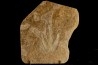 dinosaur foot print : Grallator variabilis
