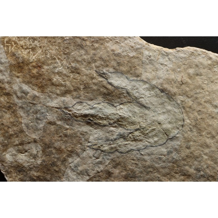 dinosaur foot print : Grallator variabilis