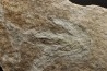 dinosaur foot print : Grallator variabilis
