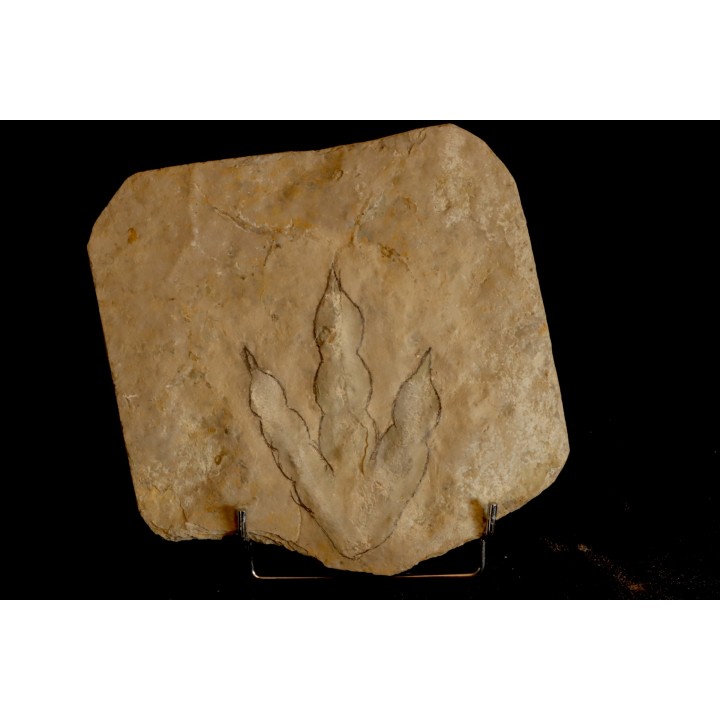 empreinte de dinosaure Grallator variabilis