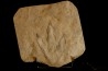 empreinte de dinosaure Grallator variabilis