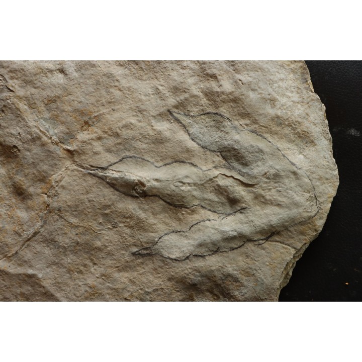 empreinte de dinosaure Grallator variabilis