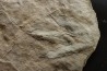 dinosaur foot print : Grallator variabilis