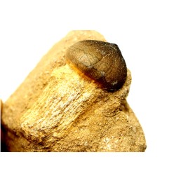 MOSASAURE  tooth Globidens phosphaticus - Maastrichtian - Oued Zem - Morocco