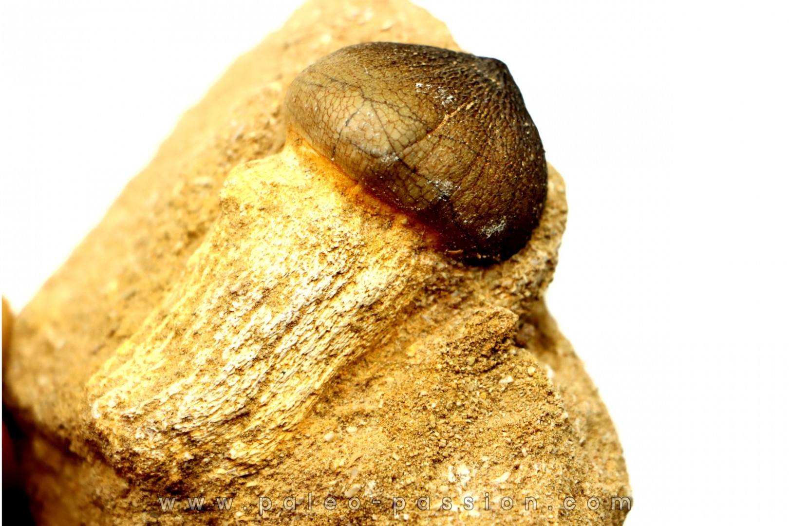 MOSASAURE tooth Globidens phosphaticus - Maastrichtian - Oued Zem - Morocco