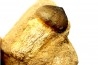 MOSASAURE tooth Globidens phosphaticus - Maastrichtian - Oued Zem - Morocco
