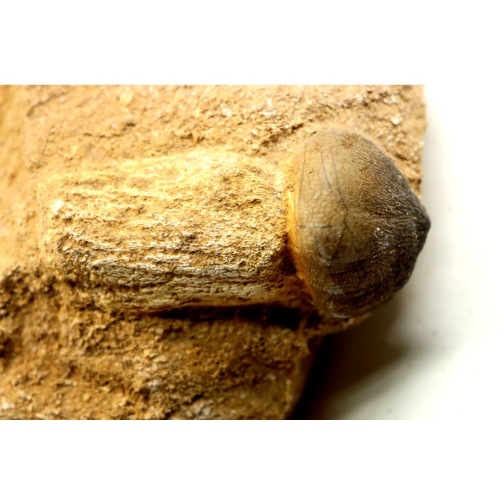 MOSASAURE  tooth Globidens phosphaticus - Maastrichtian - Oued Zem - Morocco
