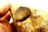 MOSASAURE tooth Globidens phosphaticus - Maastrichtian - Oued Zem - Morocco