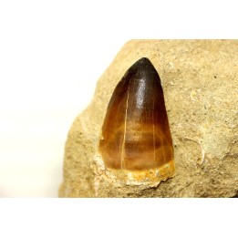 MOSAURE tooth // Prognathodon Anceps //Maestrichtian // Oued Zem - Morocco