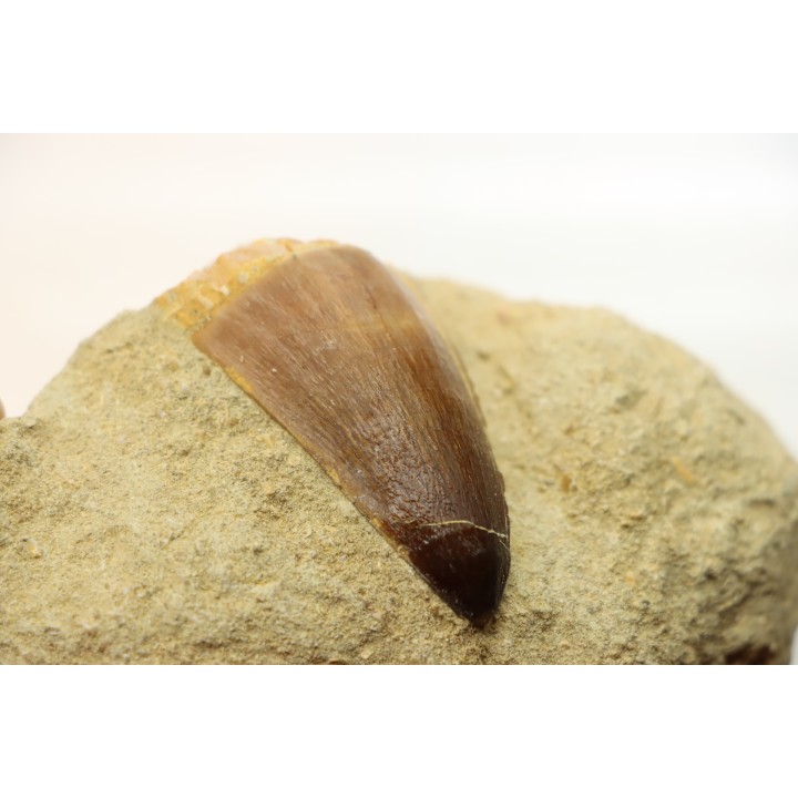 DENT DE MOSASAURE - Prognathodon Anceps - Maestrichtien - Oued Zem, Maroc