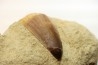 MOSAURE tooth // Prognathodon Anceps //Maestrichtian // Oued Zem - Morocco