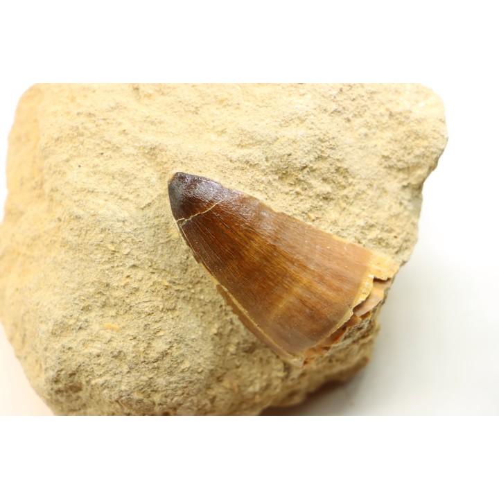 MOSAURE tooth // Prognathodon Anceps //Maestrichtian // Oued Zem - Morocco