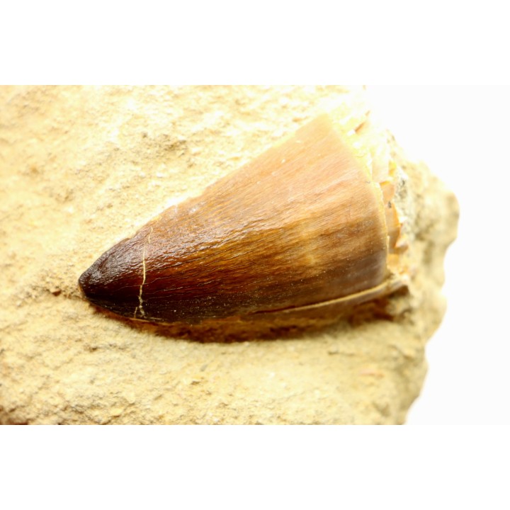 MOSAURE tooth // Prognathodon Anceps //Maestrichtian // Oued Zem - Morocco