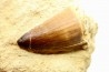 DENT DE MOSASAURE - Prognathodon Anceps - Maestrichtien - Oued Zem, Maroc