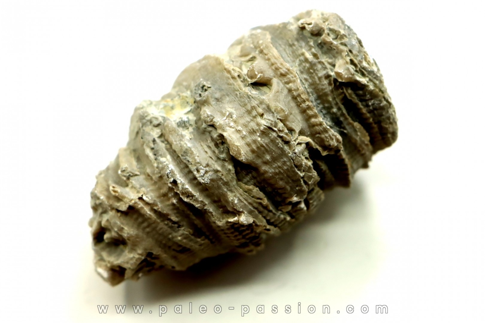 Ketophyllum sp. - Silurian - Gotland, Schweden