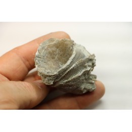 Ketophyllum sp. - Silurian - Gotland, Schweden