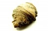 Ketophyllum sp. - Silurian - Gotland, Schweden