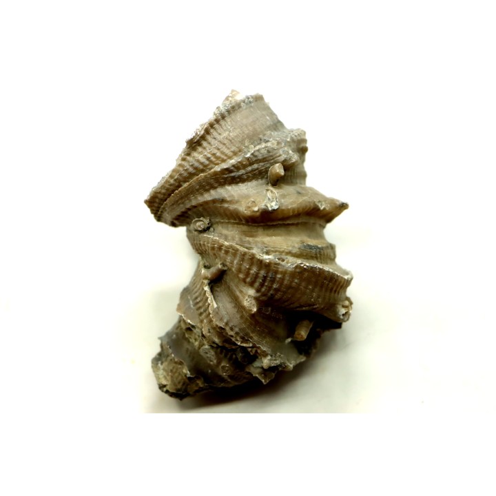 Ketophyllum sp. - Silurian - Gotland, Schweden