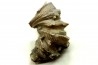 Ketophyllum sp. - Silurian - Gotland, Schweden