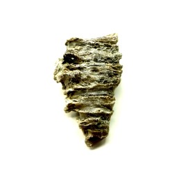 Ketophyllum sp. - Silurian - Gotland, Schweden
