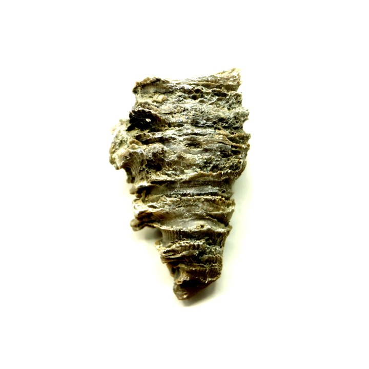 Ketophyllum sp. - Silurian - Gotland, Schweden