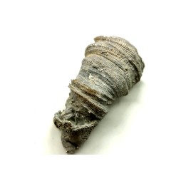 Ketophyllum sp. - Silurian - Gotland, Schweden