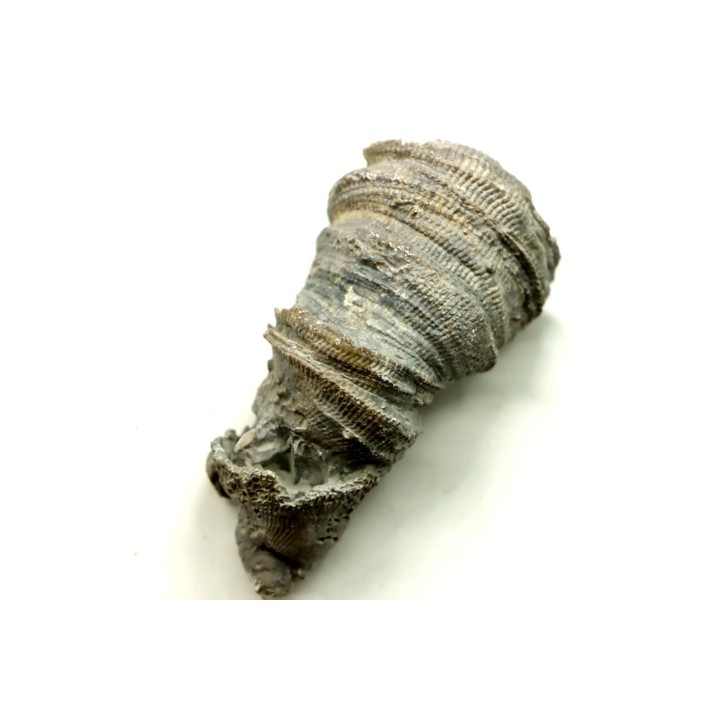 Ketophyllum sp. - Silurian - Gotland, Schweden