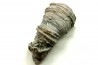 Ketophyllum sp. - Silurian - Gotland, Schweden