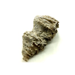 Ketophyllum sp. - Silurian - Gotland, Schweden