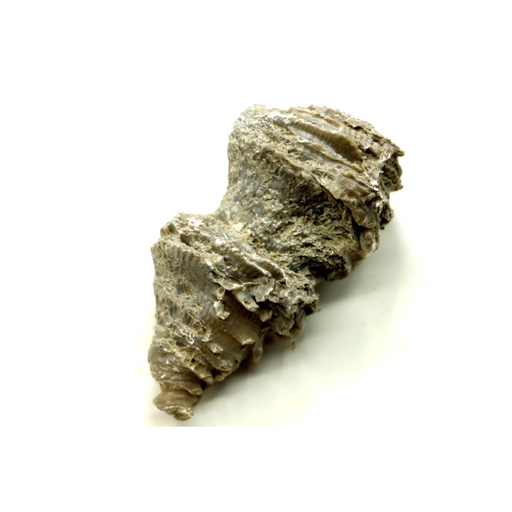 Ketophyllum sp. - Silurian - Gotland, Schweden