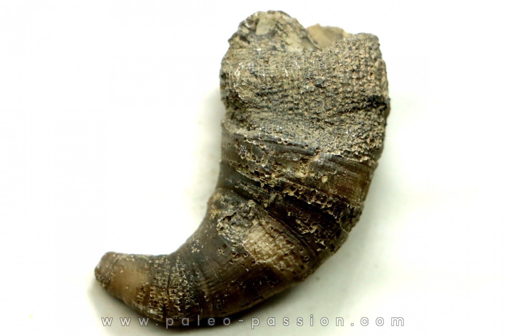 Ketophyllum sp. - Silurian - Gotland, Schweden