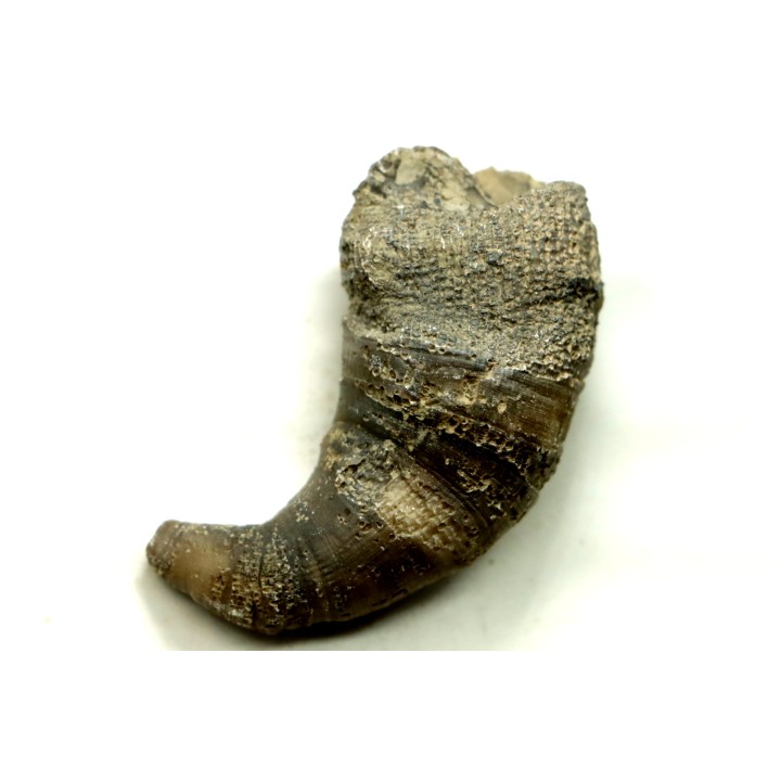 Ketophyllum sp. - Silurian - Gotland, Schweden