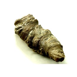 Ketophyllum sp. - Silurian - Gotland, Schweden