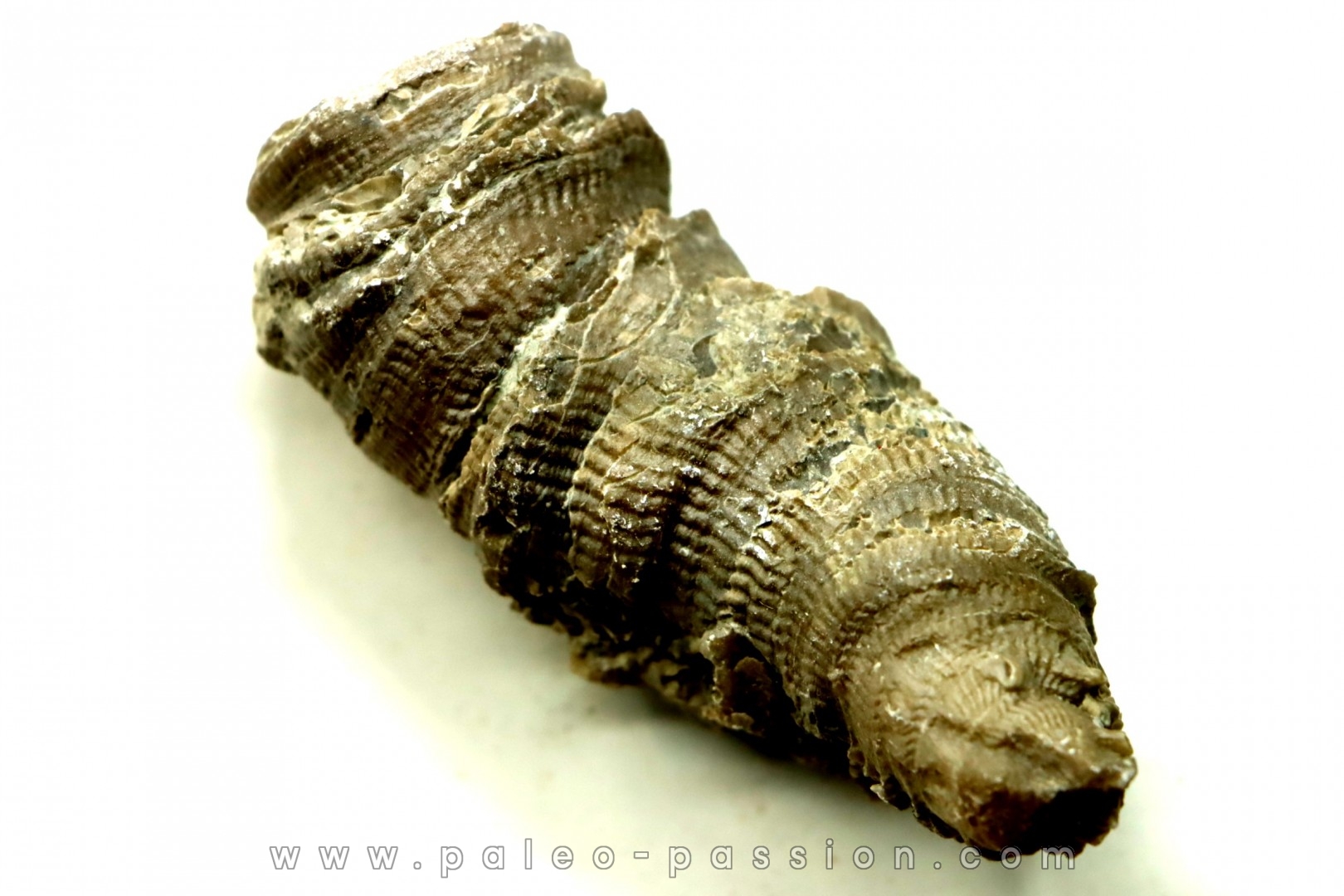 Ketophyllum sp. - Silurian - Gotland, Schweden