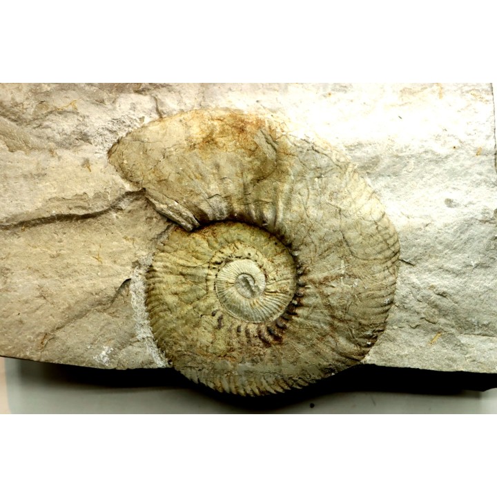 Neocomites neocomiensiformis - Valanginian - Herault - France