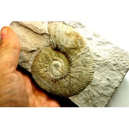 Neocomites neocomiensiformis - Valanginian - Herault - France