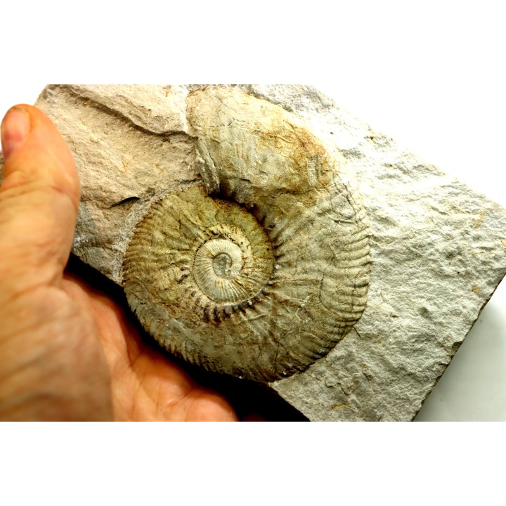 Neocomites neocomiensiformis - Valanginian - Herault - France