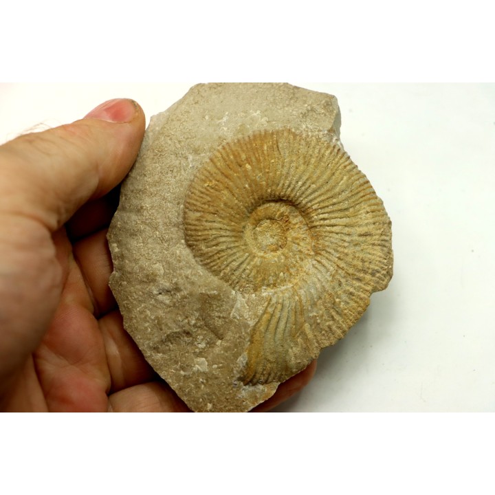 Berriasella calisto - Berriasien - Gard - France