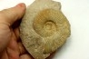 Berriasella calisto - Berriasien - Gard - France
