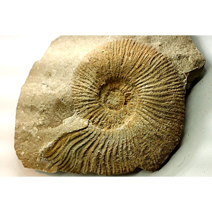 Berriasella calisto - Berriasian - Gard - France