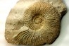 Berriasella calisto - Berriasien - Gard - France