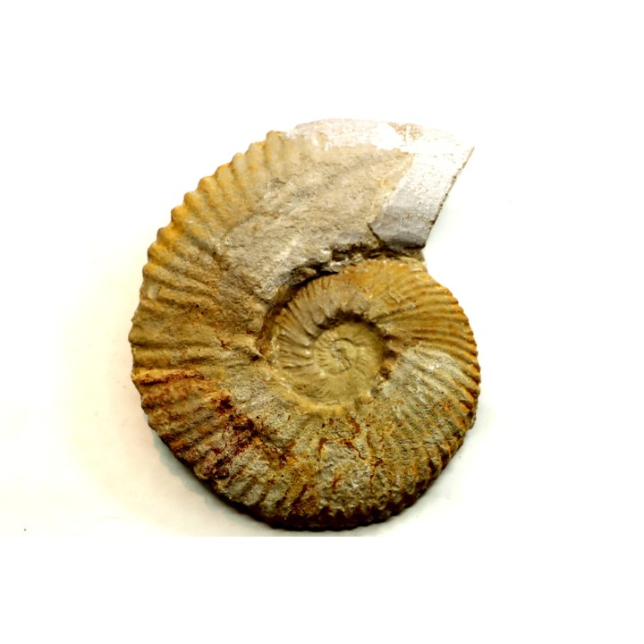 Subalpinites fauriensis - Berriasien - Gard - France