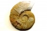 Subalpinites fauriensis - Berriasien - Gard - France