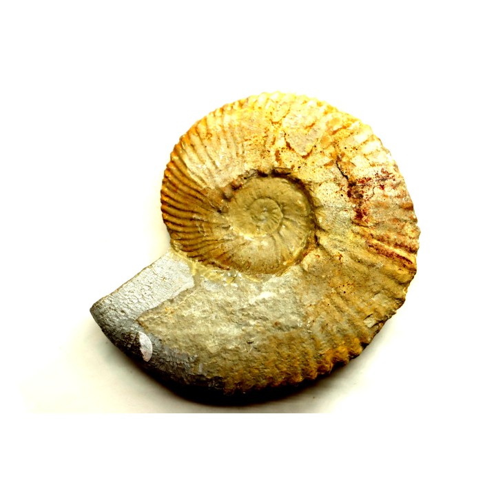 Subalpinites fauriensis - Berriasien - Gard - France