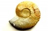 Subalpinites fauriensis - Berriasien - Gard - France
