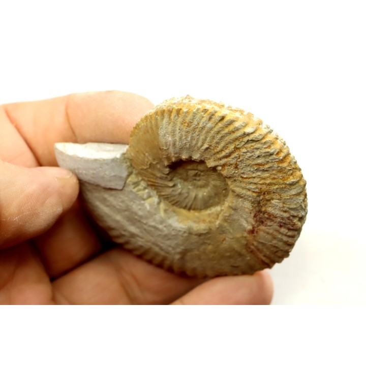 Subalpinites fauriensis - Berriasian - Gard - France