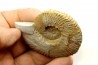 Subalpinites fauriensis - Berriasien - Gard - France