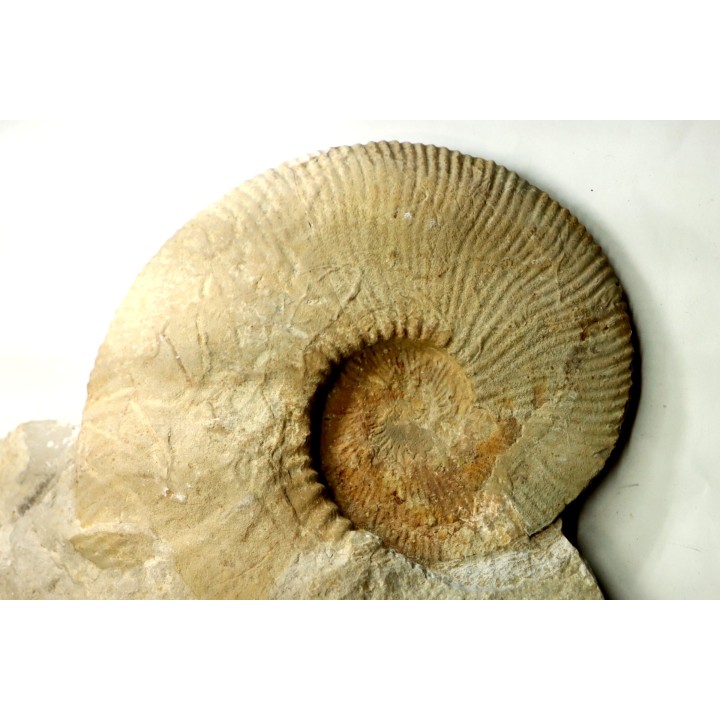 Fauriella boissieri - Berriasien - Gard - France