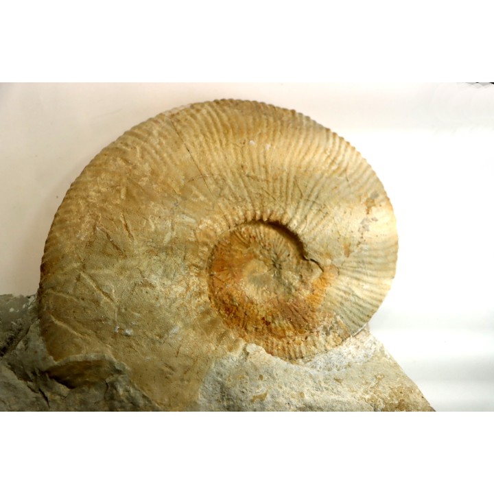 Fauriella boissieri - Berriasian - Gard - France